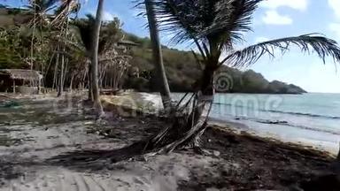 在加勒比海的一个<strong>椰子林</strong>开车