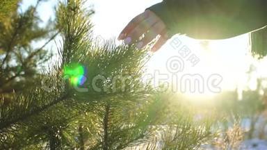 女孩在阳光下触摸圣诞树的一根树枝，视频中包含了噪音