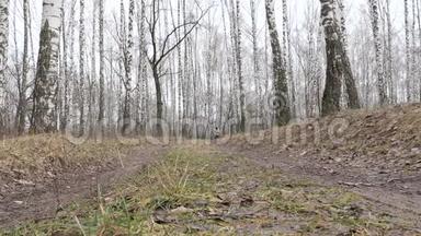 背景一个人沿着森林小径跑，正在森林里训练，户外的焦点在前景是一棵摇摆的树
