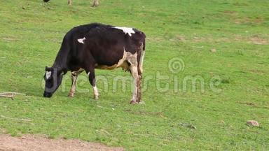 放牧的奶牛。 一边吃一边奶牛。 奶牛在草地上放牧。