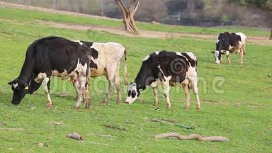 放牧的奶牛。 一边吃一边奶牛。 奶牛在草地上放牧。