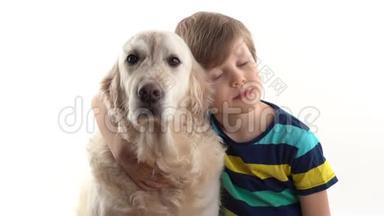 对宠物的关心和爱护.. 小男孩在画室的白色背景上摆着一只金色猎犬