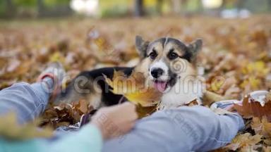 女狗主人在公园户外公园里的公园里玩可爱的、疲惫的威尔士科尔吉·彭布罗克狗，摔倒在橘子上