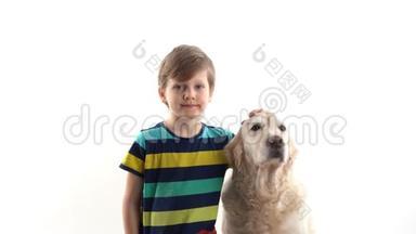 对宠物的关心和爱护.. 小男孩在画室的白色背景上摆着一只金色猎犬