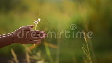 年轻少女的手在夕阳下玩草地。 少女玩转草花的乐趣。 把手举起来