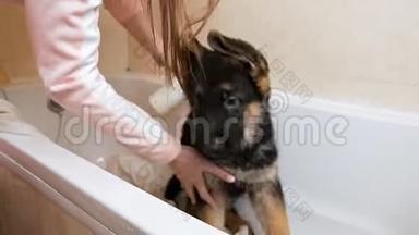 德国牧羊人在家里的浴室里用肥皂和水洗澡，女孩给一只可爱的小狗洗澡。 宠物护理