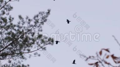 鸟儿飞过树木