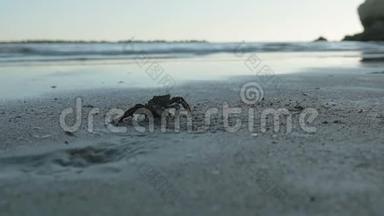 沙滩上的一只小螃蟹。