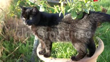 黑猫平衡<strong>植物盆栽</strong>