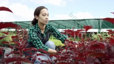 灰色围裙的年轻女子照顾植物的肖像。 <strong>爱护</strong>植物，健康，生态..
