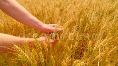 雄手在大麦地.. 手中的<strong>粮食</strong>。 手里拿着大麦。 <strong>农民</strong>检查小穗和谷物的质量