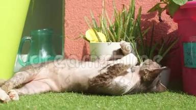 这只猫正在太阳底下玩耍
