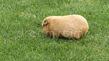 一只几内亚猪在草地上<strong>咀嚼</strong>