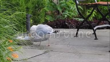 英国海鸥从花园的水碗里喝水