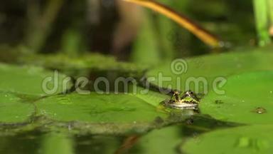 池塘里的绿色小青蛙