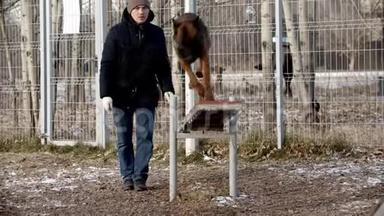 狗训练-德国牧羊犬正在进行双面摆动和跳跃