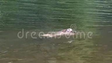 一个带着移动智能手机的少年漂浮在河上。 用防水手机在河里洗澡游泳..