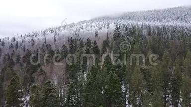 松林一半被雪覆盖着