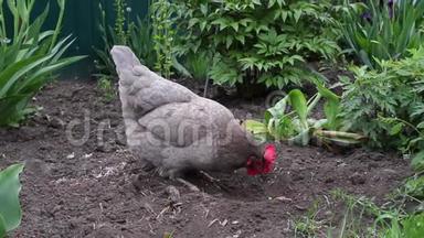 一只母鸡在一个小农场里自由自在地奔跑.