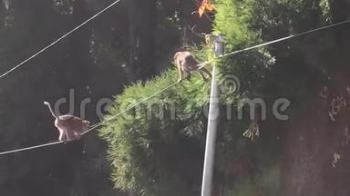 大猴子爬杆和电缆