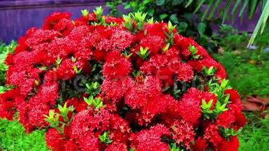 红色自然花，带绿叶.. 特写彩花视频.. 惊人的自然美景花满高清视频。