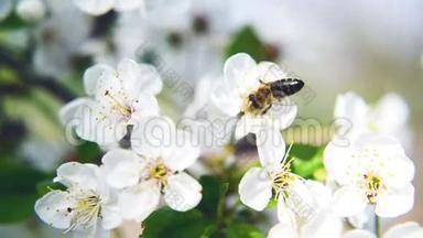 蜜蜂从梨花收集花粉