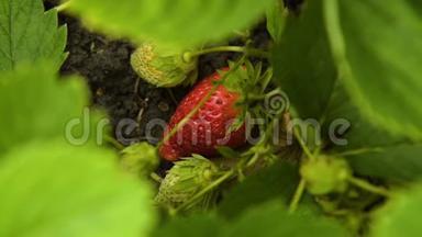 草莓植物与浆果