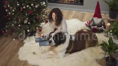 顶景，大圣伯纳嗅着圣诞装饰。 微笑的年轻女子坐在家里的软地毯上