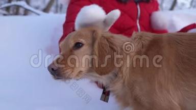 冬天`孩子们的手抚摸一只狗。 女孩在圣诞夜的冬天公园里和一只狗玩。 女主人和宠物