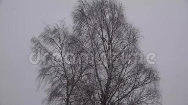 在秋天或冬天，无叶的树在风中飞舞，下雪。 白桦树灰色的天空