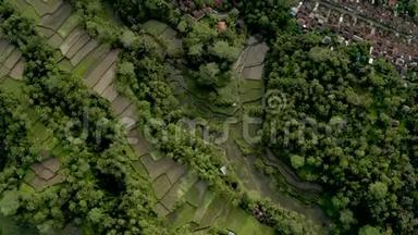 巴厘岛特加拉朗水稻梯田的空中视频。俯视图