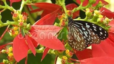 秋天迁徙的帝王蝶在雪绒花上觅食