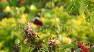 蝴蝶吃花的花粉，<strong>出门</strong>花园。