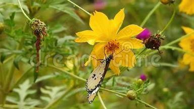 蝴蝶吃花的花粉，<strong>出门</strong>花园。