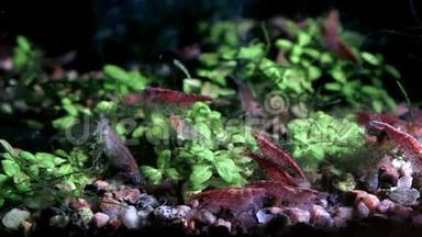 淡水鱼缸里的红樱桃虾和植物。 特写