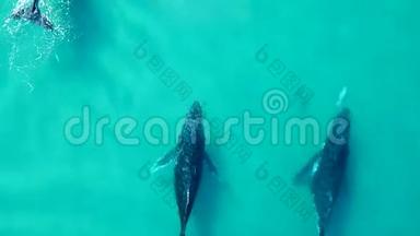 空中，三只座头鲸和两只海豚一起在浅蓝色的水域游泳