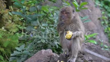 猴子坐着<strong>吃东西</strong>