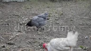 秋天，一只灰色的<strong>母鸡</strong>在农村的院子里散步寻找食物，一只白色的<strong>母鸡</strong>正在大便