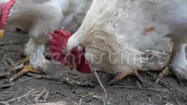 一只白公鸡的特写镜头，它在一个农村的院子里找到了食物，给母鸡吃