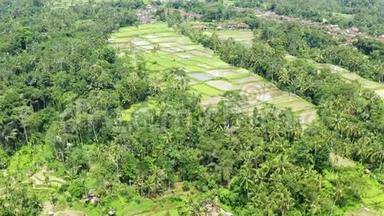 从神奇的巴厘岛米湿稻田的无人机空中拍摄绿色水稻，棕榈树丛林雨林景观，房屋，中心