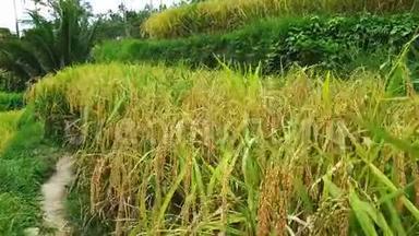 关闭摄像机的视频沿黄色成熟水稻生长在梯田。 雨季，冬天在巴厘岛，乌布德。 淡季