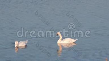 湖上的两只天鹅潜入水中寻找食物