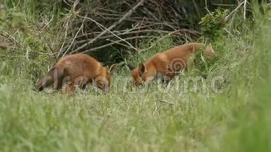 一只红狐狸和她可爱的幼崽，Vulpes Vulpes，正在他们的巢穴 在食物上爆发了几次打斗