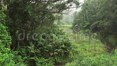 非洲丛林中平静的早晨，热带雨林与小河。 充满活力的绿叶和树木-其中大部分是马达加斯加特有的