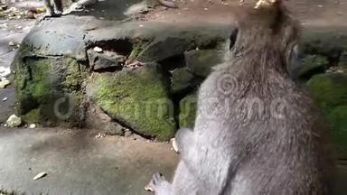 猕猴坐在树下的石墙上吃红薯的特写视频