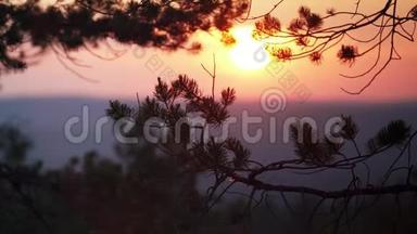 关闭视频松树树枝缓慢移动从轻风和模糊的日落后面。 在山顶拍摄的视频