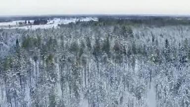 瑞典北部乌梅市周边冬季松树林和冰冻湖的壮丽景色，拍摄于12月下旬，