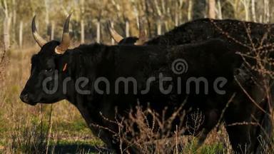 卡玛格公牛，娇小卡玛格，加德，法国