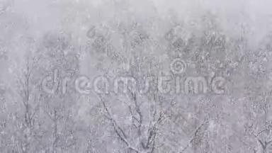 冬天森林中橡树上大雪