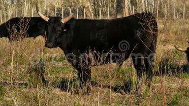 野生卡玛格公牛，娇小卡玛格，法国加德
